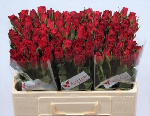 Rosa grootbloemig Madam Red