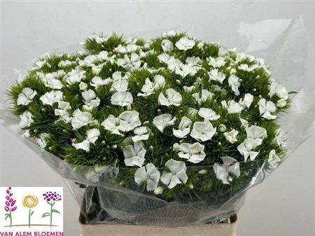 Dianthus barbatus 'Sweet Will White'
