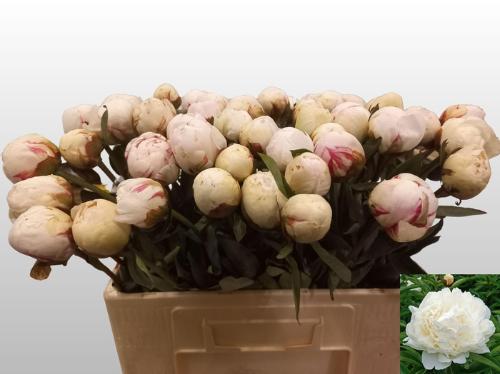 Paeonia Lactiflora Grp 'Bowl of Cream'