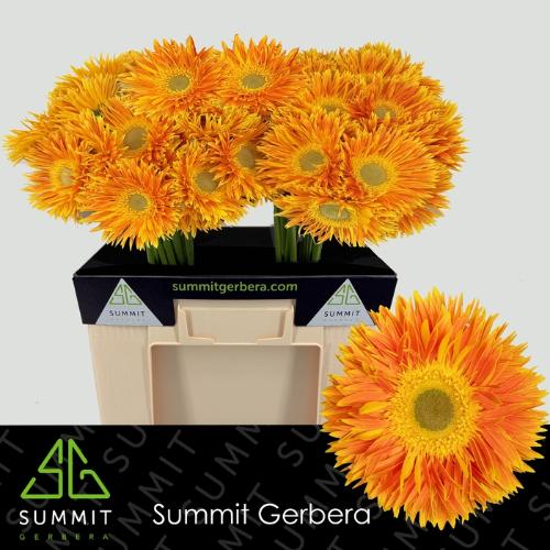 Gerbera grootbloemig spinvormig Maui+