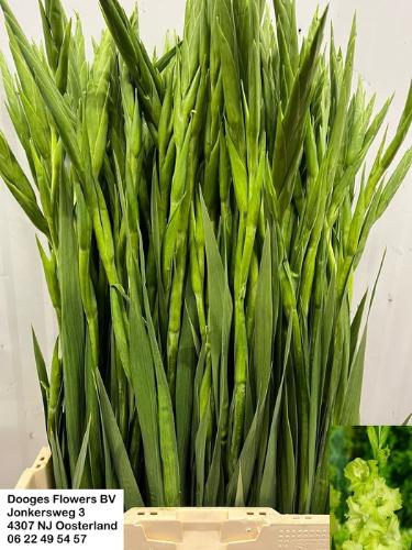 Gladiolus grootbloemig 'Green Star'
