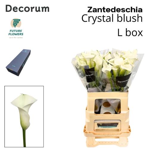 Zantedeschia 'Crystal Blush'