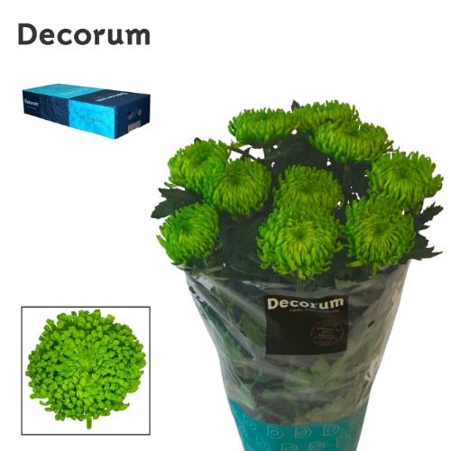 Chrysanthemum (Indicum Grp) geplozen Alemani