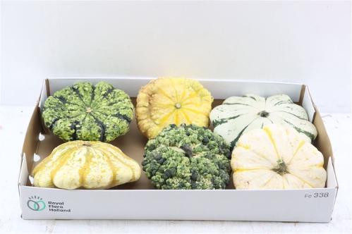 Siervruchten per stuk Cucurbita pepo Patisson Mix