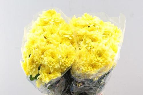 Chrysanthemum (Indicum Grp) tros Pina Colada Yellow