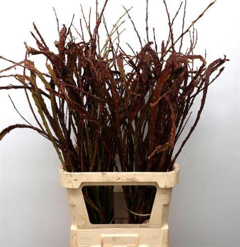 Salix udensis 'Sekka'