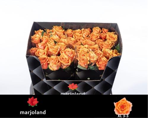 Rosa grootbloemig Novi!