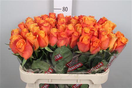 Rosa grootbloemig Confidens