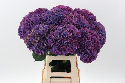 Hydrangea macrophylla Magical Pink Ruby