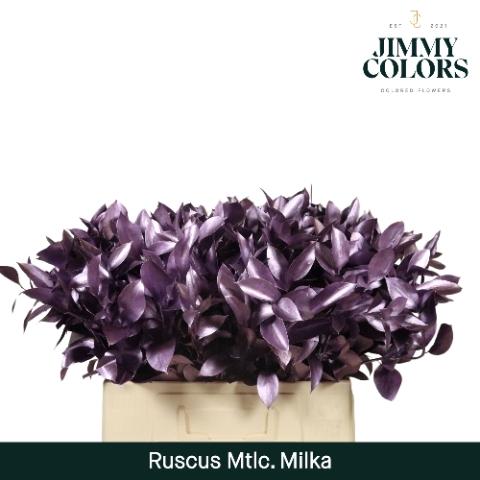 Ruscus kleurbehandeld H%