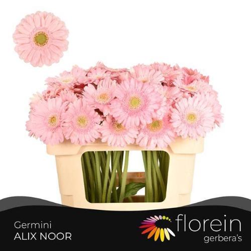 Gerbera mini Alix-Noor