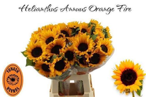 Helianthus annuus 'Orange Fire'