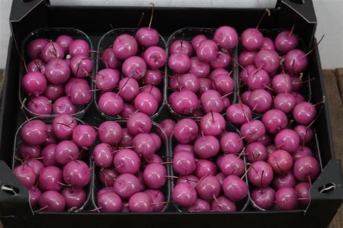 Wax appel H%