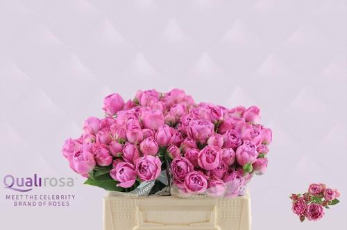 Rosa tros Purple Bubbles