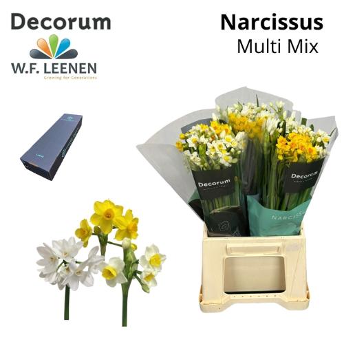 Narcissus met blad overig