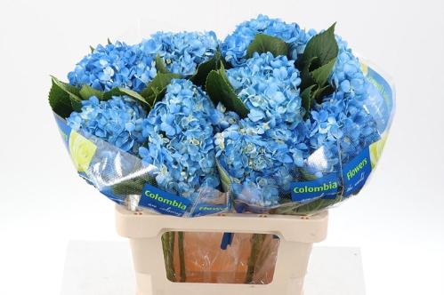Hydrangea overig