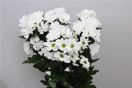 Chrysanthemum (Indicum Grp) tros Ilonka