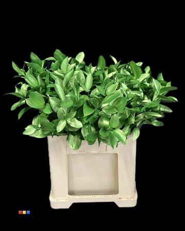 Ruscus kleurbehandeld H%