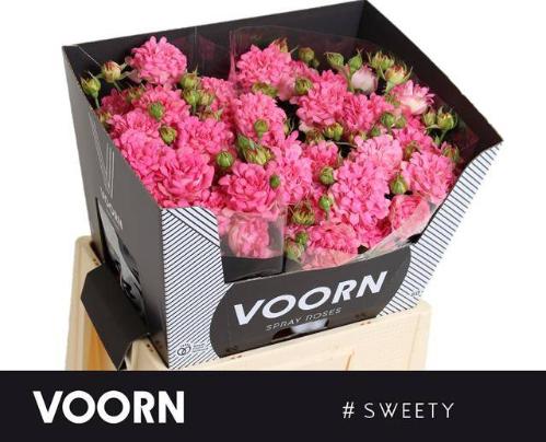 Rosa tros #Sweety