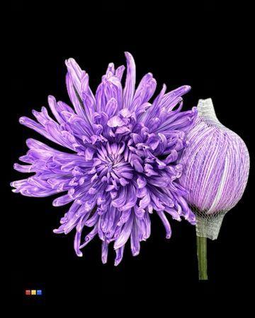 Chrysanthemum (Indicum Grp) geplozen Antonov kleurbehandeld H%
