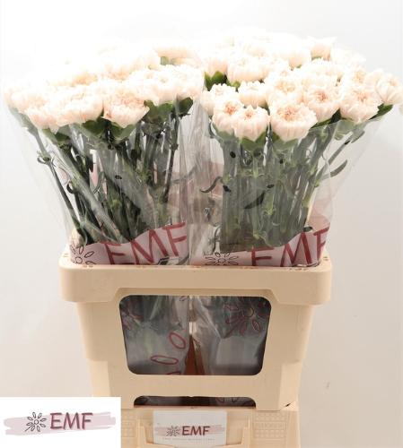 Dianthus standaard Brut