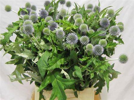 Echinops bannaticus 'Blue Globe'