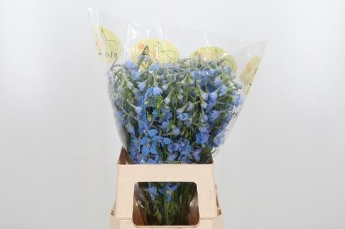 Delphinium Belladonna Grp enkelbloemig 'Ballkleid'