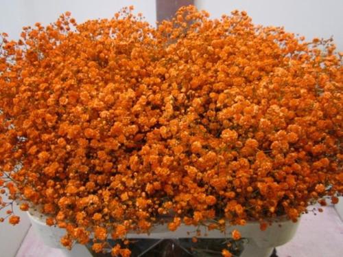 Gypsophila overig kleurbehandeld H%