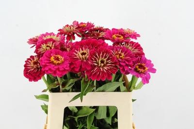Zinnia elegans