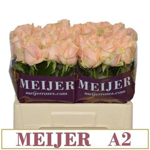 Rosa grootbloemig Pearl Avalanche+