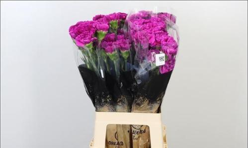 Dianthus standaard Dark Farida