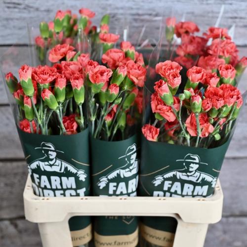 Dianthus tros overig