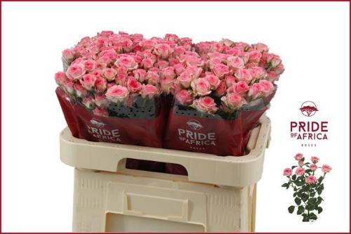 Rosa tros Tralala