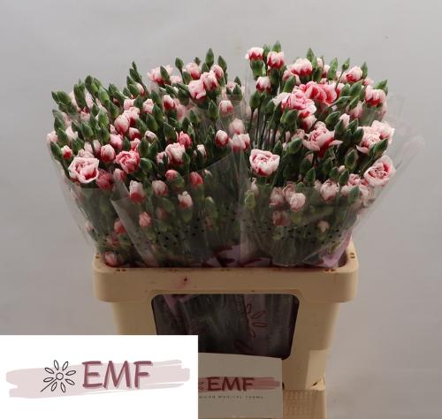 Dianthus tros Swing
