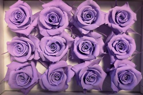 Rosa grootbloemig kleurbehandeld H%