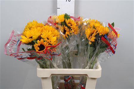 Helianthus annuus Sunova