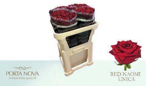 Rosa grootbloemig Red Naomi!