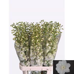 Delphinium Elatum Grp dubbelbloemig 'Centurion White'