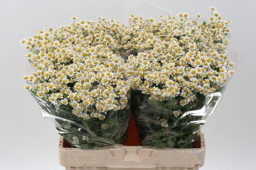 Tanacetum parthenium 'Single Vegmo'