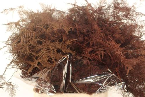 Asparagus overig kleurbehandeld H%