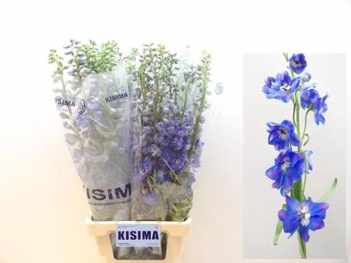 Delphinium Elatum Grp dubbelbloemig 'Guardian Blue'