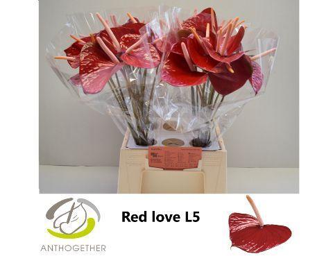 Anthurium Andreanum Grp 'Red Love'