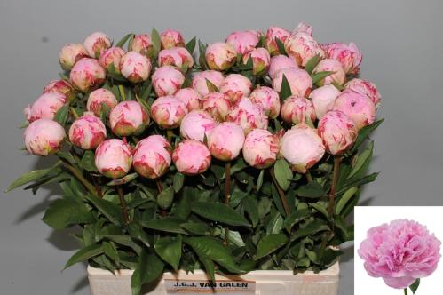 Paeonia Lactiflora Grp 'Sarah Bernhardt'