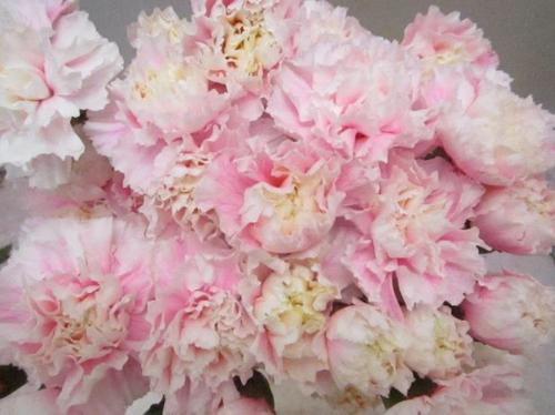 Dianthus standaard kleurbehandeld H%