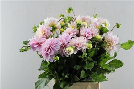 Dahlia (Decorative Grp) 'Sweet Nathalie'