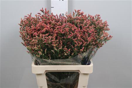 Limonium sinensis Maxima Diamond