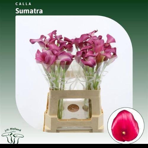 Zantedeschia 'Sumatra'