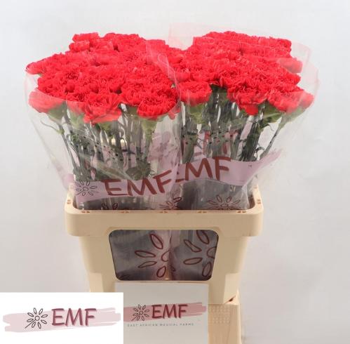 Dianthus standaard Mendoza+