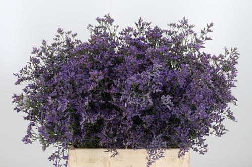 Limonium Safora Classic Blue