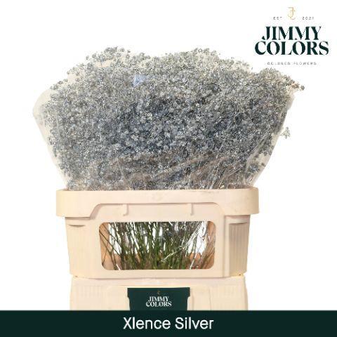 Gypsophila overig kleurbehandeld H%